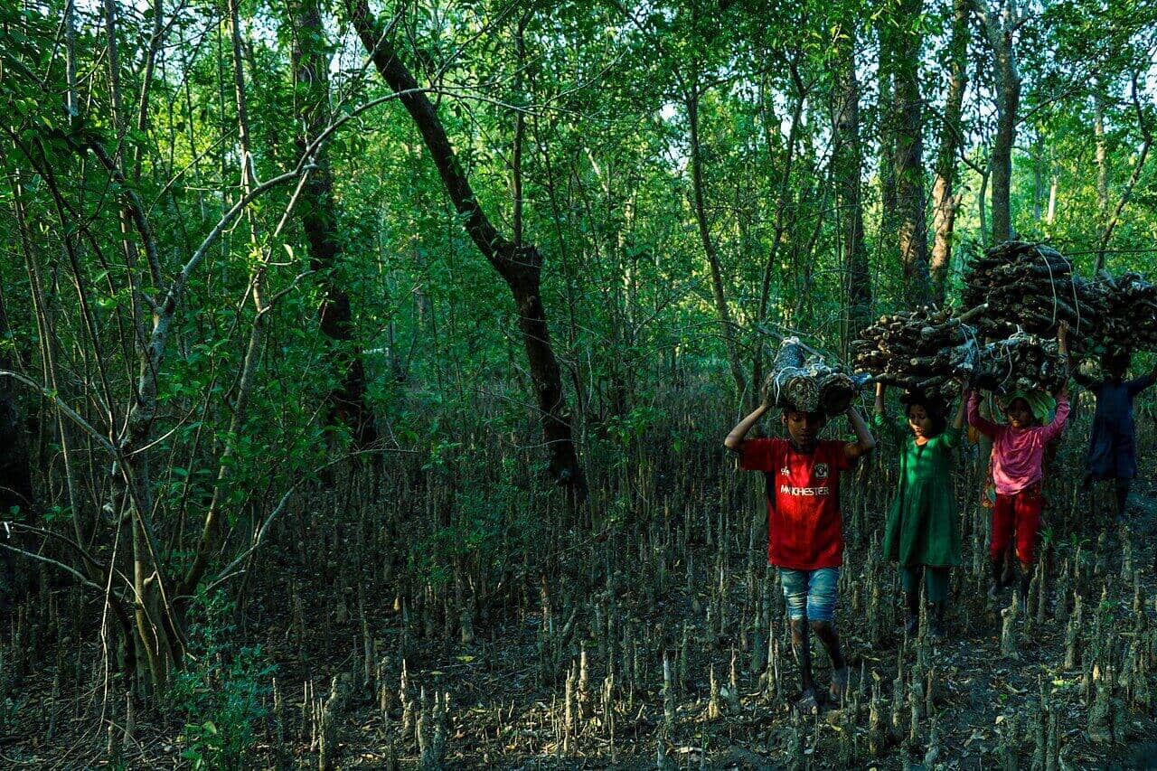নিঝুমদ্বীপের উপকূলীয় ম্যানগ্রোভ বনের ভেতর স্থানীয় মানুষ