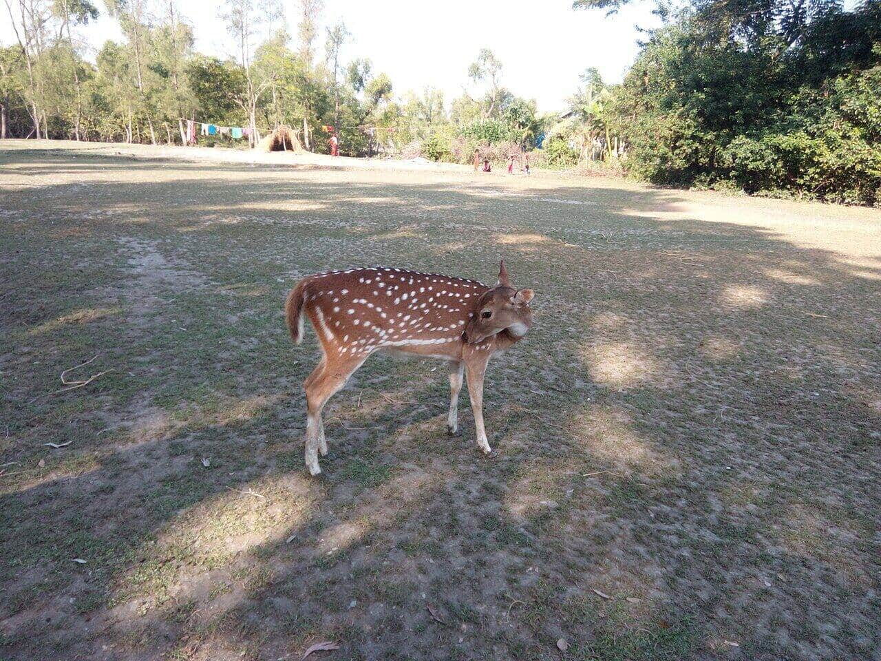 নিঝুম দ্বীপ জাতীয় উদ্যান